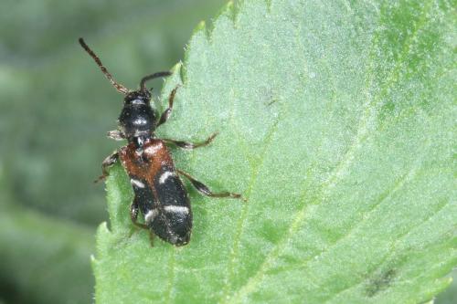 Réf. 357 655 : Poecilium alni